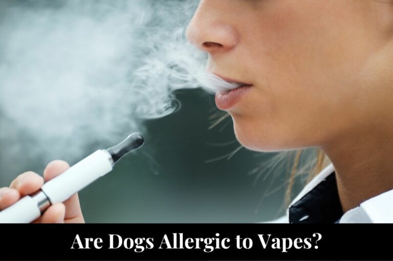 Are Dogs Allergic to Vapes?