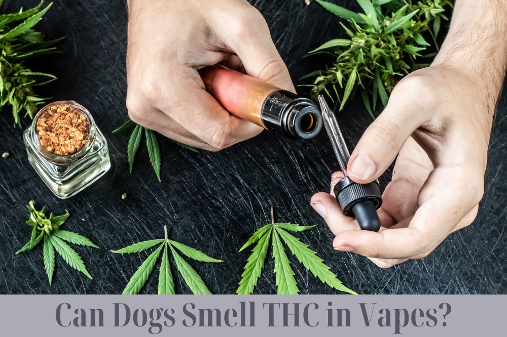 Can Dogs Smell THC in Vapes?