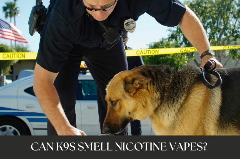 Can K9s Smell Nicotine Vapes?