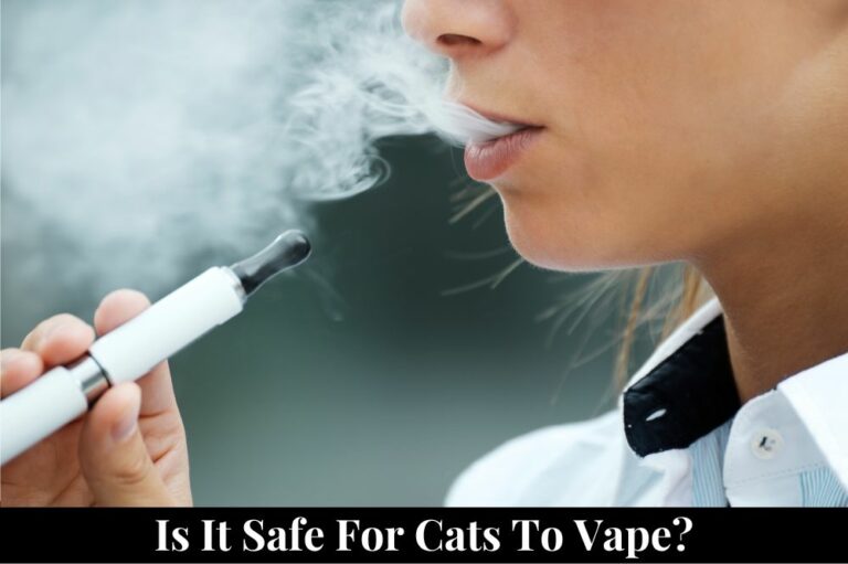 Is It Safe for Cats to Vape?
