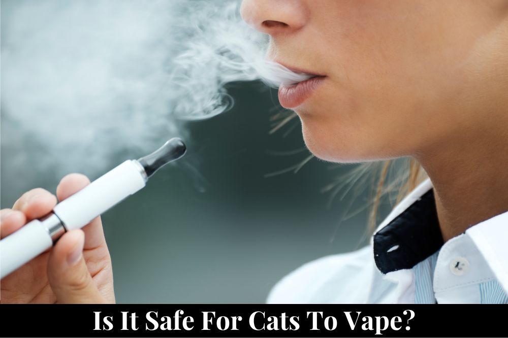 Is It Safe for Cats to Vape